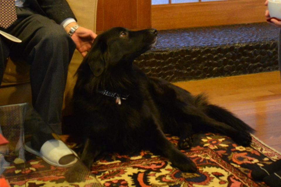 徳川ビレッジ住人のペット