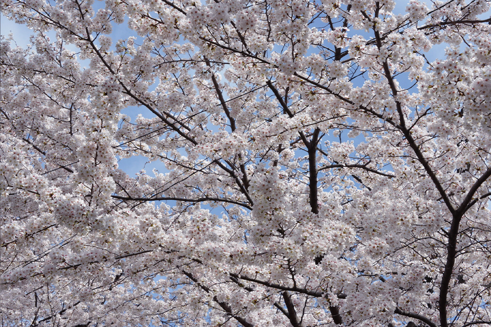 春、満開の桜