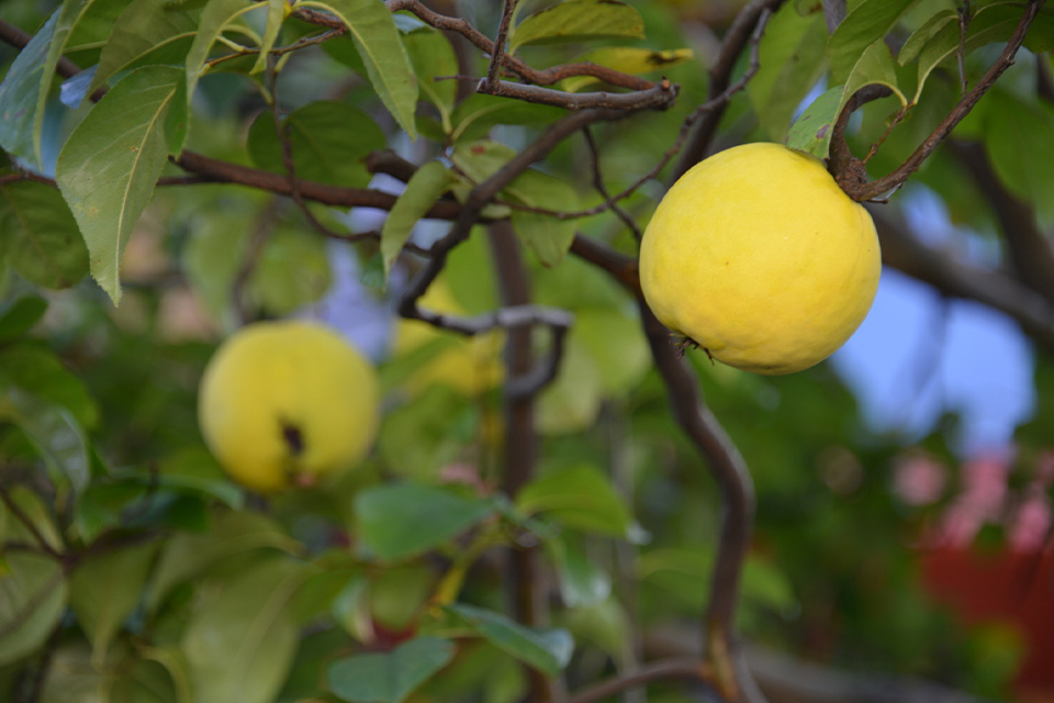 ビレッジ内の木々