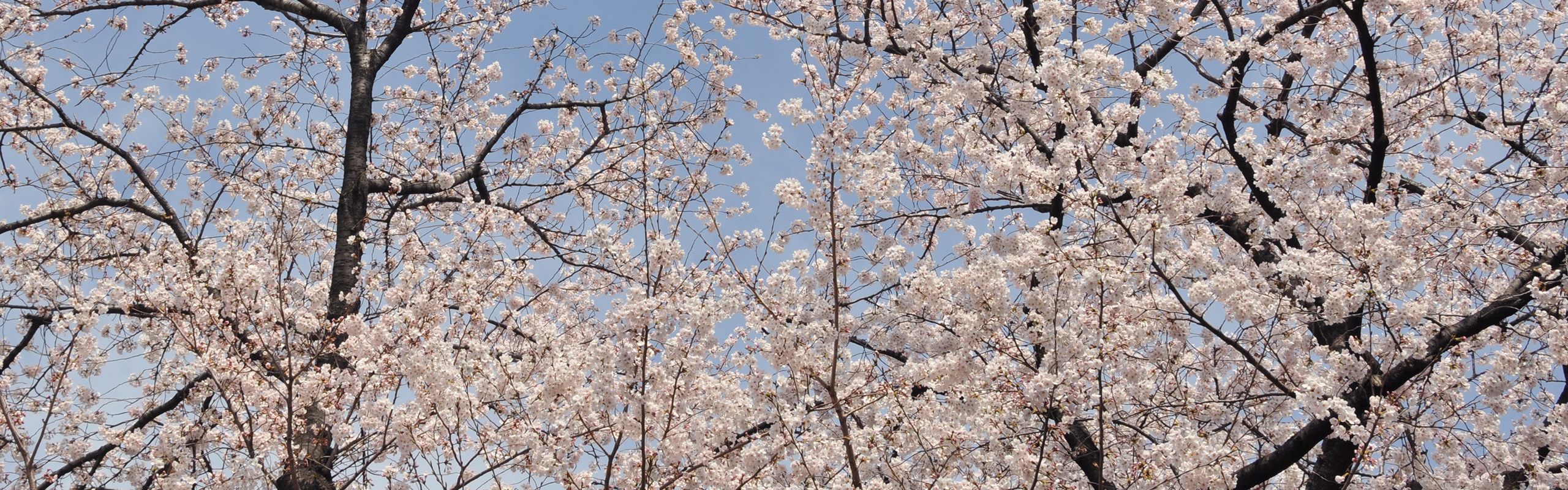 満開の桜